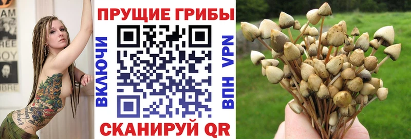 Псилоцибиновые грибы Psilocybine cubensis  Петушки 
